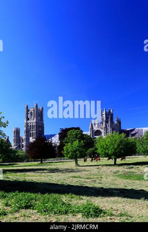 Summer view over Ely Cathedral; Ely City; Cambridgeshire; England; UK Stock Photo