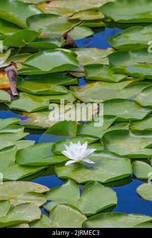 Lily or lotus flower in pond. Beautiful white water lily or lotus in green nature in front of background. Nobody, no people. Pattern idea concept. Stock Photo