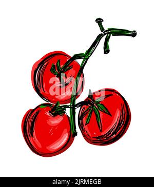 Three red juicy tomatoes on a branch. Hand drawn branch with tomatoes. Vector, Illustration. Stock Vector