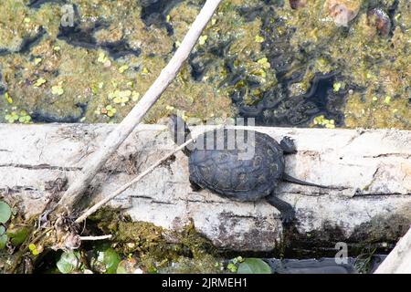Sea turtle top view, small turtle sunbathing on tree stump in swamp. No people, nobody. Wild life idea concept. Above, up. Stock Photo