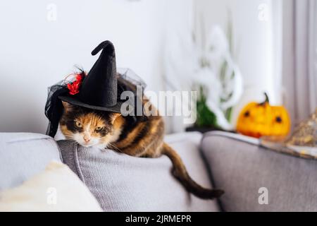 Multicolored cat with a suspicious look sits on a gray sofa in a witch's hat with Jack's Halloween pumpkin in the background. Autumn fall holidays hom Stock Photo