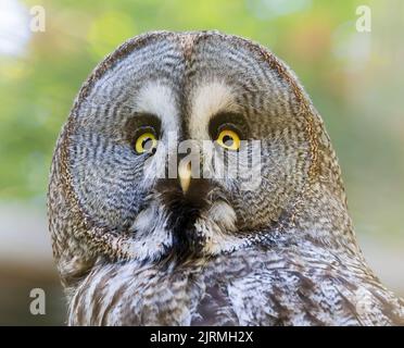 Close-up view of a Great Grey Owl (Strix nebulosa) Stock Photo