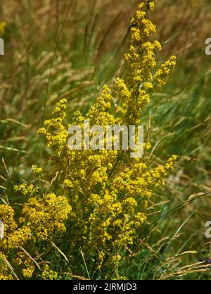 Galium verum herbaceous perennial plant of the family Rubiaceae. It is widespread across most of Europe, North Africa, and temperate Asia from Palesti Stock Photo