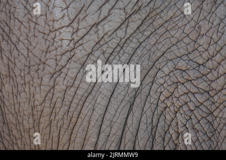 Thick leathery elephant skin in close-up. Natural background and texture. Stock Photo