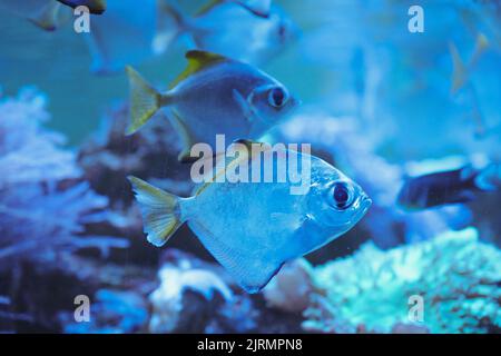 Exotic tropical fish closeup, coral reef fish in a blue water. Stock Photo