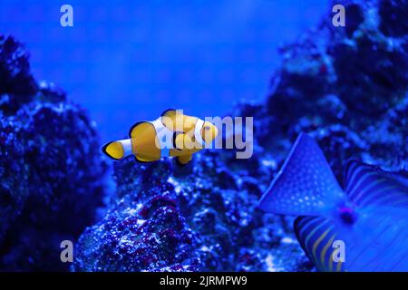 Amphiprion Ocellaris Clownfish In Marine Aquarium. Nemo fish Stock Photo