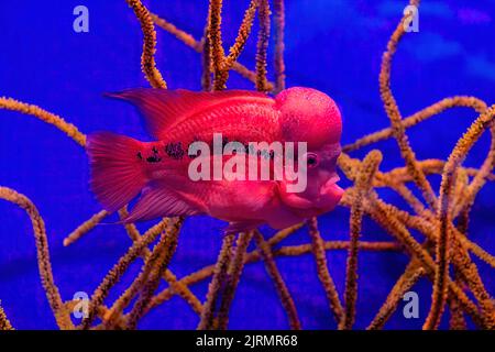 Flowerhorn Crossbreed Cichlid Pet Fish in Tank Water Aquarium with coral and blue Background Stock Photo