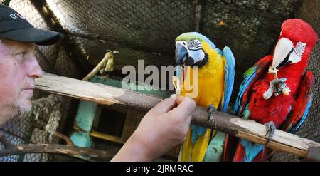 24 August 2022, Saxony, Langenreichenbach: In an aviary in the parrot ...