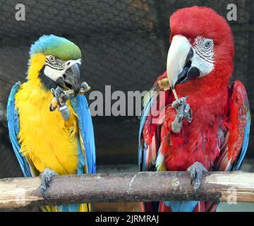 24 August 2022, Saxony, Langenreichenbach: In an aviary in the parrot ...