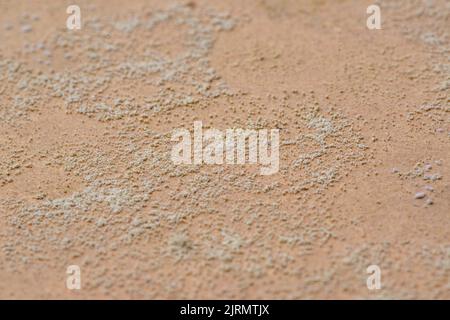 Mold. Wood mold stains in close-up forming texture Stock Photo