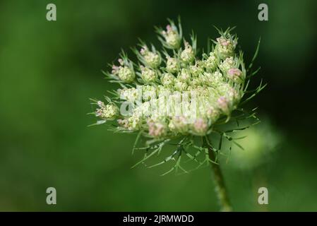 Queen anne's lace (Daucus Carota) on green nature background. Stock Photo