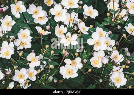 Anemone Japonica blooming, Grape Leaf Anemone plant flowering in the garden Stock Photo