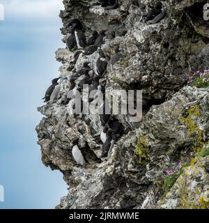 Razorbills and Guillemots seabirds perched on sea cliffs at Pig's Paradise on the Isle of Colonsay, Scotland, UK. Stock Photo