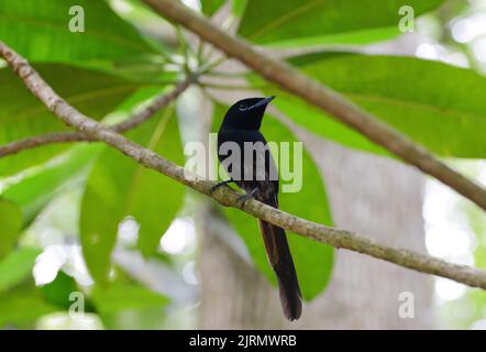 The Seychelles paradise flycatcher (Terpsiphone Corvina) on branch of tree. Small bird endemic to the island of La Digue. Stock Photo