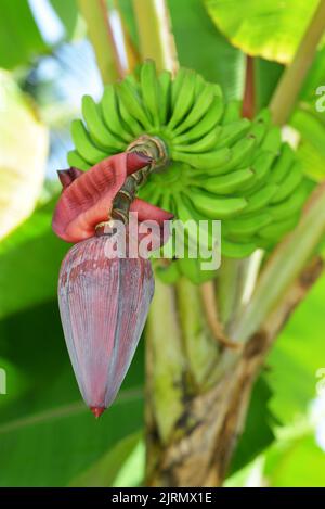 Young banana fruits and flower closeup. Stock Photo
