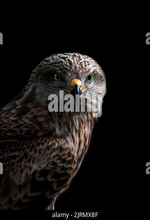 Portrait of a buzzard, black background, looking at camera, close-up, copy space, vertical Stock Photo