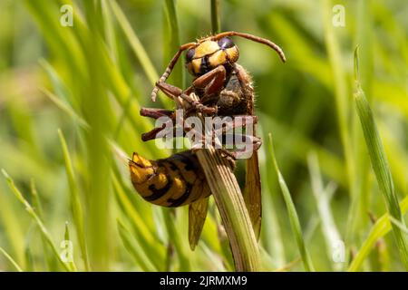 A hornet clings to a dry blade in the grass and looks around Stock Photo