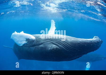 A Humpback whale, Megaptera novaeangliae, swims upside-down in the Caribbean Sea. Atlantic Humpbacks come to this region to breed and give birth. Stock Photo