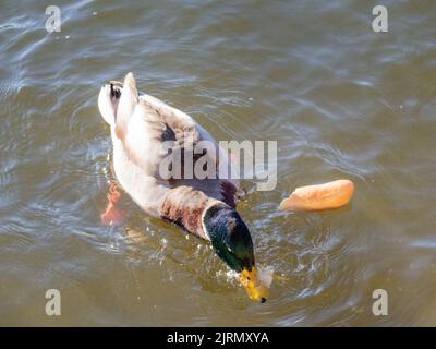 wild mallard eating in a black river due to drought Stock Photo