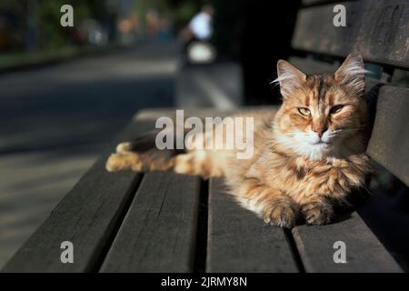 Furry tabby cat with slanted eyes, looking at lens, sunbathing on a wooden bench outdoors. Full body portrait. Stock Photo