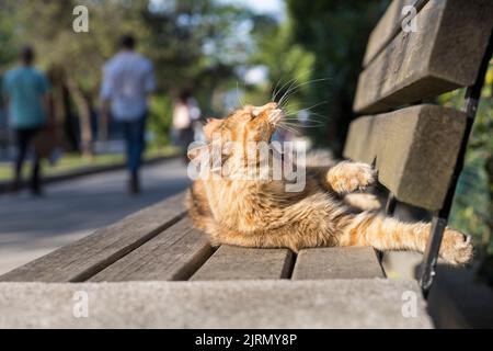 Stray tabby cat comfortably lying and yawning in the afternoon sun, on a wooden bench outdoors in eye-level image. Stock Photo