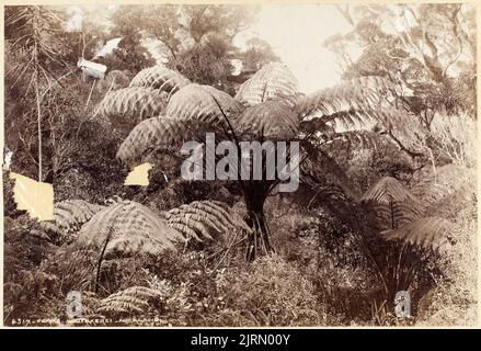 Ferns - Waitakerei - Auckland, 1880s, Dunedin, by Burton Brothers. Stock Photo