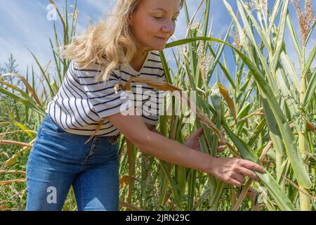 A woman in a corn field checks plants against a blue sky Stock Photo