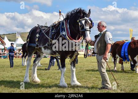 Bridport, Dorset, UK.  25th August 2022.  A heavy horse in the main ring for the grand parade at the Melplash Agricultural Show at Bridport in Dorset which returns after a gap of three years due to the Covid-19 pandemic.  Picture Credit: Graham Hunt/Alamy Live News Stock Photo