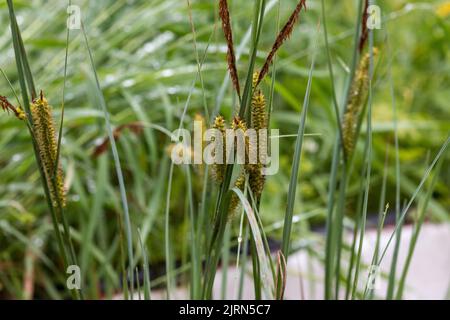 A closeup of bottle sedge plants with tall blades of grass around them in a sunny green field Stock Photo