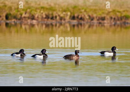 Tufted Ducks on the lake ( Aythya fuligula ) Birds on the lake Stock Photo