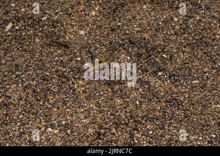 The structure of sea sand, consisting of shells of mollusks on the seashore. Creative vintage background. Stock Photo