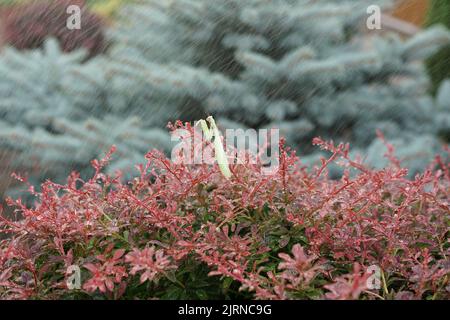 Green stick insect on a red plant during rain. Stock Photo