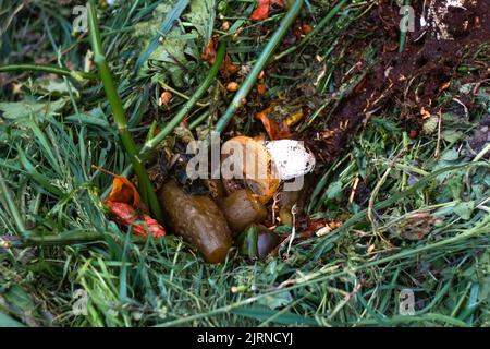 Defocus compost and composted soil cycle as a composting pile of rotting kitchen scraps with fruits and vegetable. Garbage waste turning into organic Stock Photo