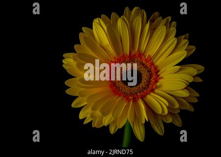 Yellow gerbera daisy bloom with dark black background Stock Photo