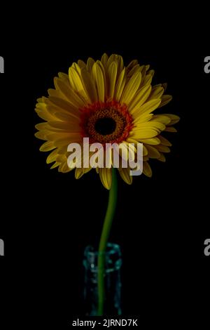 Yellow gerbera daisy bloom with dark black background Stock Photo