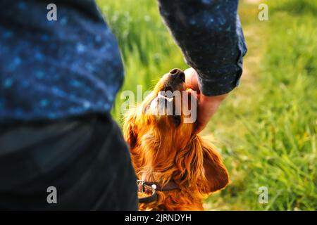 Defocus hand caressing cute homeless dog in summer park. Person hugging adorable orange spaniel dog with funny cute emotions. Friendship. Adoption con Stock Photo