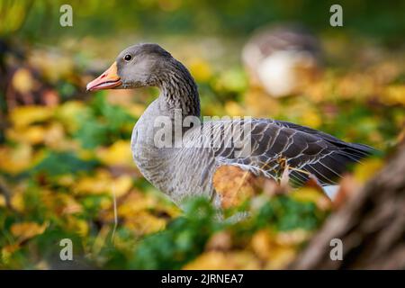 Greylag Goose on field in autumn with fall leaves on the grass (Anser anser) Stock Photo