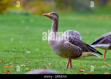 Greylag Goose on field in autumn with fall leaves on the grass (Anser anser) Stock Photo