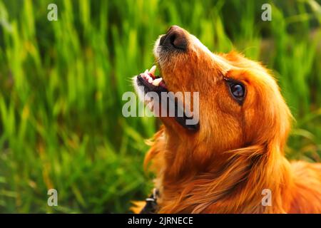 Defocus orange dog. Portrait closeup spaniel. Happy red cocker spaniel puppy portrait outdoors in summer. Spaniel walking outside in field. Smiling do Stock Photo