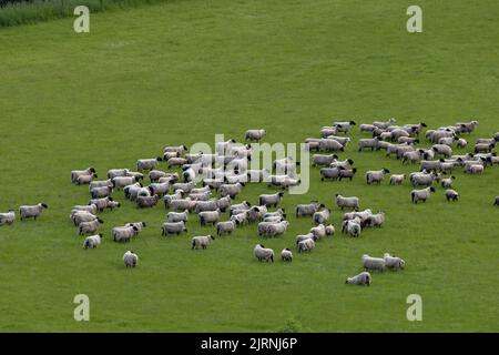 Domestic sheep (Ovis aries) flock on green field Somerset May 2022 Stock Photo