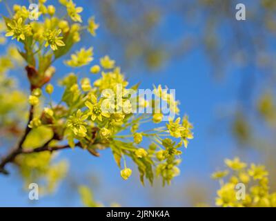 Flowering Norway maple in spring Stock Photo