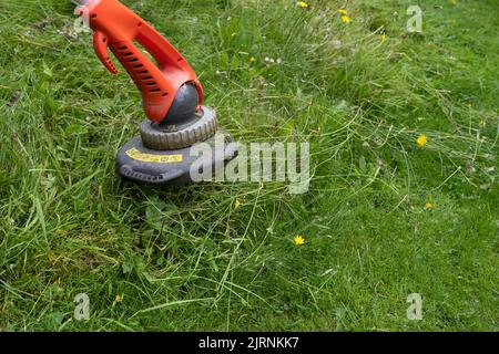 using a strimmer to cut area of lawn that has been allowed to grow long for wildlife - UK Stock Photo