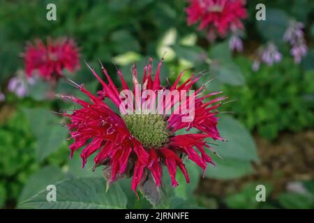 Red bee balm or monarda in an evening summer garden in St. Croix Falls, Wisconsin USA. Stock Photo