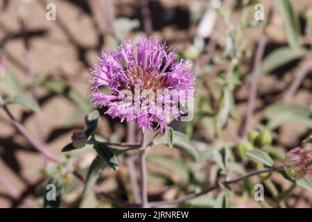 Pink flowering cymose head inflorescence of Monardella Breweri, Lamiaceae, native annual herb in the Western Mojave Desert, Springtime. Stock Photo