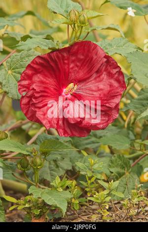 Hibiscus moscheutos, closeup of red blooming ornamental flowering plant of family Malvaceae. Also known as Hardy Hibiscus Robert Fleming or Swamp Rose Stock Photo