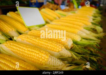 Rows of corn on a cob Stock Photo