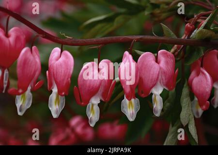 Closeup of bleeding heart blossoms in the spring in St. Croix Falls, Wisconsin USA. Stock Photo