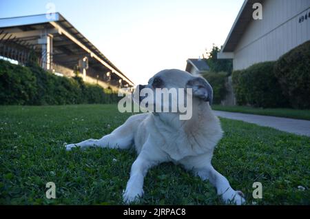 Just a few shots of my dog Tumbler, a pug chihuahua mix Stock Photo