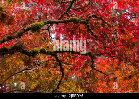 Beautiful, vibrant colored maple leaves on moss-covered branches in autumn Stock Photo