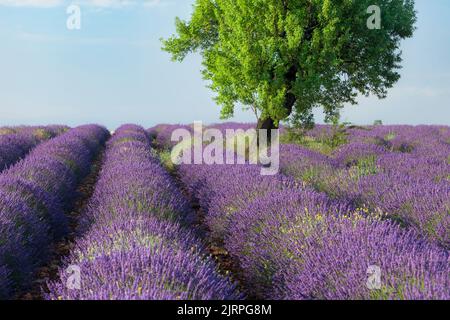 Rows of Lavender along the Valensole Plateau, Alpes- de-Haute-Provence, Provence France Stock Photo